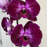 Орхидея Phalaenopsis   