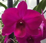 Орхидея Dendrobium Madame Beautiful (сеянцы)  