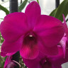 Орхидея Dendrobium Madame Beautiful (сеянцы)  