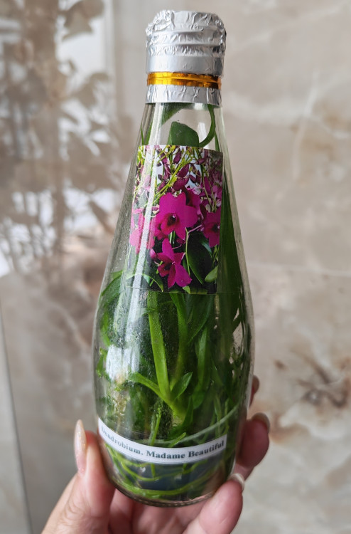 Орхидея Dendrobium Madame Beautiful (сеянцы)  