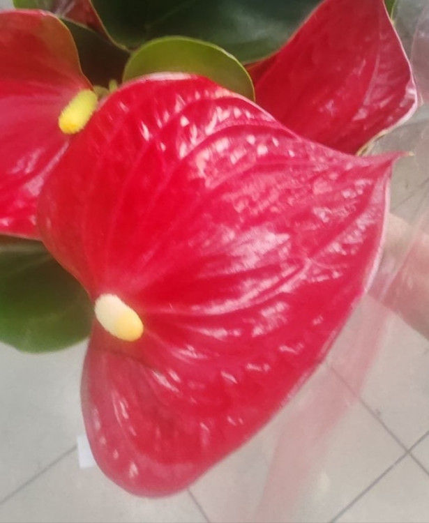 Anthurium Red Spot