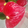Anthurium Red Spot