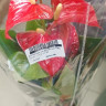 Anthurium Red Spot