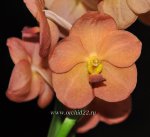 Орхидея Ascocenda (отцвела)
