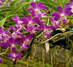 Орхидея Vanda (brunnea x tessellata) x aerides lawrenceae (еще не цвела)