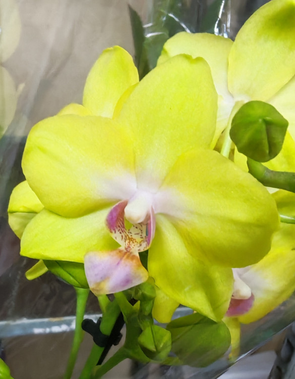 Орхидея  Phalaenopsis Mila, multiflora (отцвел)