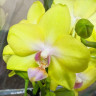Орхидея  Phalaenopsis Mila, multiflora   