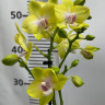 Орхидея  Phalaenopsis Mila, multiflora (отцвел)