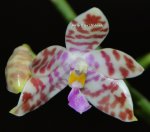 Орхидея Phalaenopsis tetraspis x pulchra alba