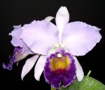 Орхидея Laeliocattleya Dinard 'Blue Heaven' (отцвела)