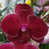 Орхидея Phalaenopsis Kimono (отцвел)