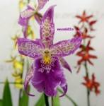 Орхидея Beallara Marfitch 'Howard's Dream'
