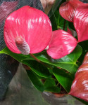 Anthurium Pink Love