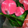 Anthurium Pink Love