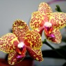 Орхидея Phalaenopsis Salu Peoker (еще не цвел)   
