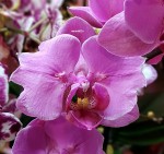 Орхидея Phalaenopsis Elastic Love