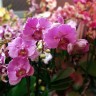 Орхидея Phalaenopsis Elastic Love