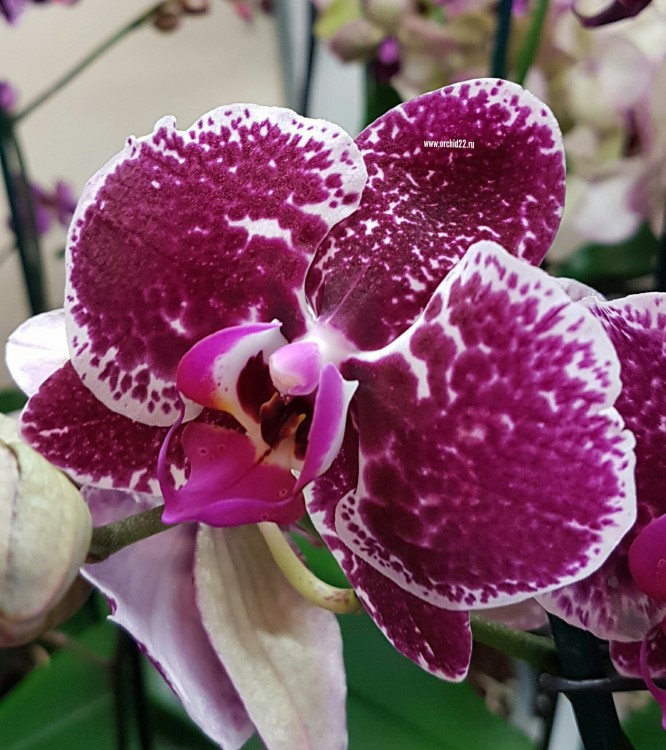 Орхидея Phalaenopsis Eduction (отцвел)