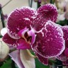 Орхидея Phalaenopsis Eduction (отцвел)