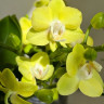 Орхидея Phalaenopsis Table Lemon, multiflora (отцвёл)