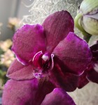 Орхидея Phalaenopsis Wild Cat, mutation     