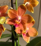 Орхидея Phal. Orange Blossom, multiflora (отцвел)