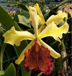 Орхидея C. dowiana x sib (отцвела)               