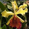 Орхидея C. dowiana x sib (отцвела)               