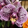Орхидея Phalaenopsis Black Stripes (отцвел) 