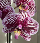 Орхидея Phalaenopsis Black Stripes 