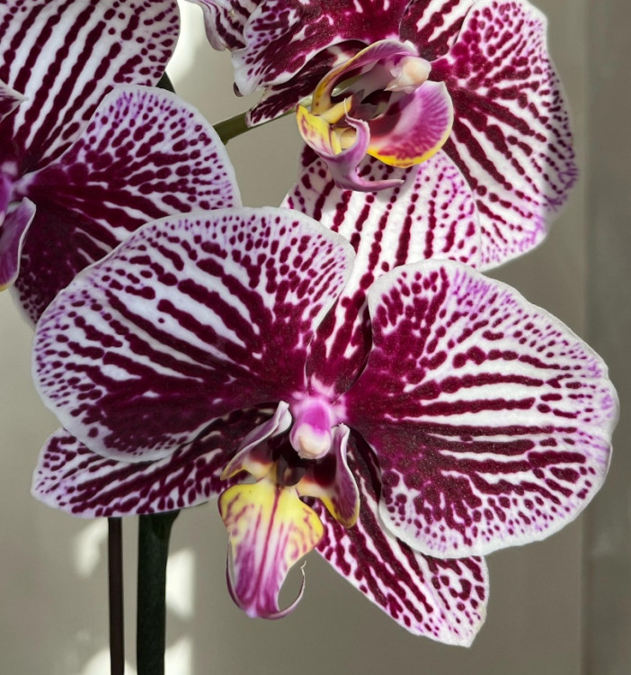Орхидея Phalaenopsis Black Stripes 