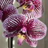 Орхидея Phalaenopsis Black Stripes 