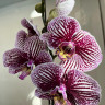 Орхидея Phalaenopsis Black Stripes 