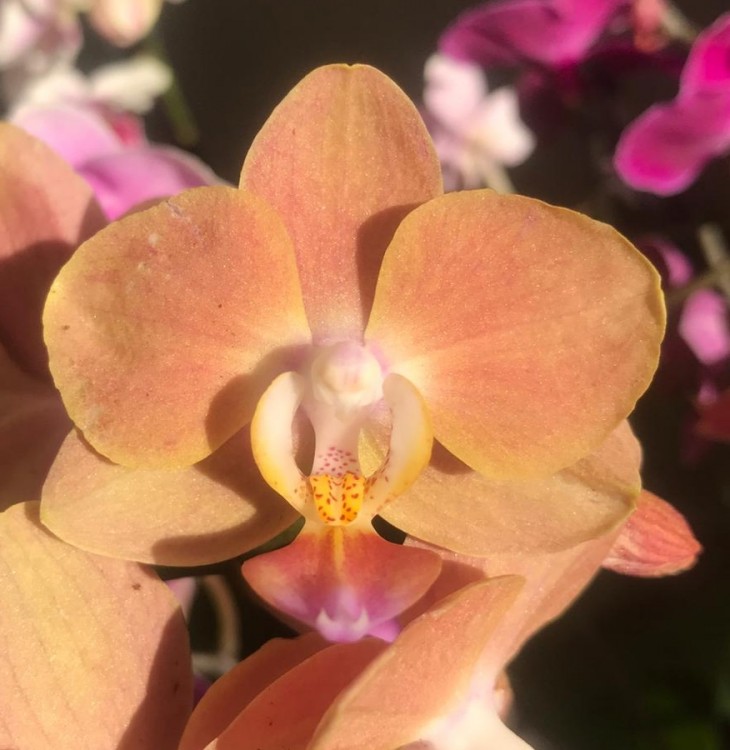 Орхидея Phalaenopsis multiflora (отцвел) 