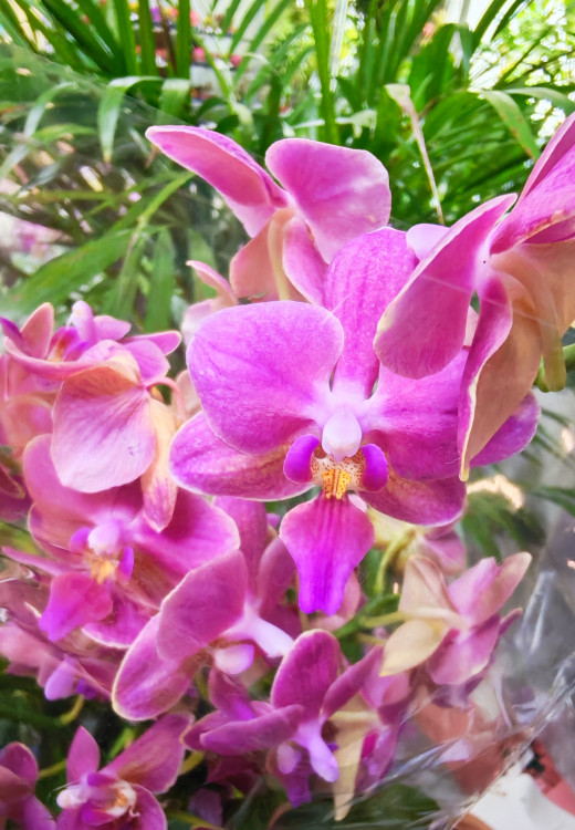 Орхидея Phalaenopsis Perfumе Amorion, multiflora (отцвел)  