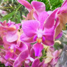 Орхидея Phalaenopsis Perfumе Amorion, multiflora (отцвел)  