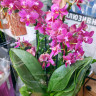 Орхидея Phalaenopsis Perfumе Amorion, multiflora (отцвел)  