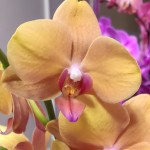 Орхидея Phalaenopsis (цветет, УЦЕНКА)