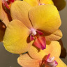 Орхидея Phalaenopsis Buddha (отцвёл)