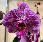 Орхидея Phalaenopsis mutation (отцвел) 