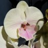 Орхидея Phalaenopsis Big Lip (отцвел)   