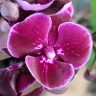 Орхидея Phalaenopsis Big Lip, multiflora (отцвел)  