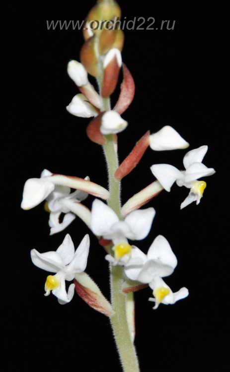 Орхидея Ludisia Discolor (отцвела)