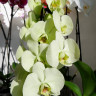 Орхидея Phalaenopsis Green Beauty 