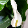 Anthurium Lili white  