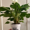 Anthurium Lili white (отцвел)