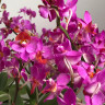 Орхидея Phalaenopsis Liu's Triprince 'Hot Lip', multiflora (отцвел)