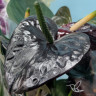 Anthurium Paris Black (деленка без цветов)