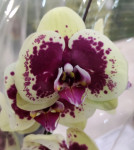 Орхидея Phalaenopsis    
