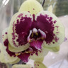 Орхидея Phalaenopsis    